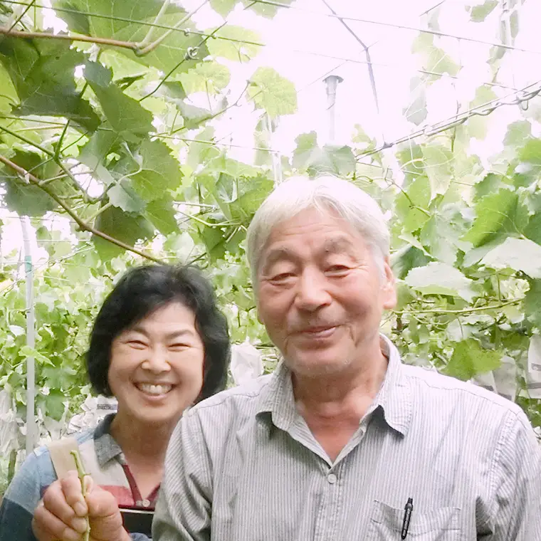 巨峰 約2kg (茨城県共通返礼品 石岡市） 2026年8月下旬発送開始  開田ぶどう園 産地直送 フルーツ 甘い 直送 茨城 限定 ぶどう 巨峰 果物 [DO002sa]
