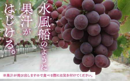 【2026年先行予約】ぶどう 種なし 巨峰 若狭ふじ 8カップ（約640g）