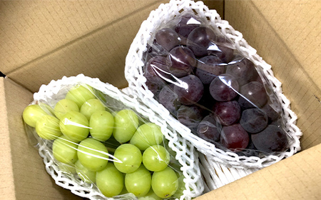 《先行予約 2026年度発送》 シャインマスカットとピオーネ食べ比べ 1.2kg マスカット ぶどう ブドウ 葡萄 デザート フルーツ 果物 くだもの 果実 食品 山形県 FSY-0708