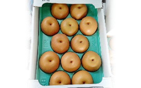 《先行予約 2026年度発送》 和なし(幸水または豊水) 5kg なし ナシ 梨 デザート フルーツ 果物 くだもの 果実 食品 山形県 FSY-0709