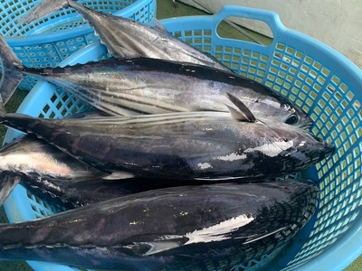 一本釣り漁師歴40年の職人技！かつおのたたき・ポン酢セット400g（1～2節）【R00351】