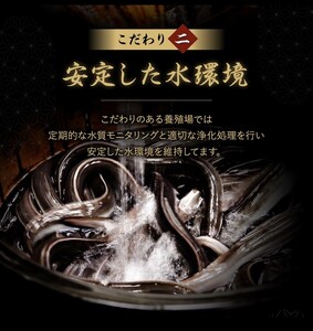 鰻小食パック驚愕の8人前_うなぎ 小食 パック 8人前 計約800g 蒲焼 うなぎ巻き ひつまぶし お茶漬け 簡単調理 湯煎 ギフト お土産 お祝い ご褒美 グルメ 惣菜 冷凍 お取り寄せ 福岡県 久留米市 送料無料 〔Cu032〕