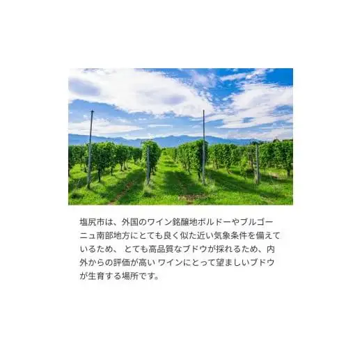 井筒ワイン シャルドネ樽熟