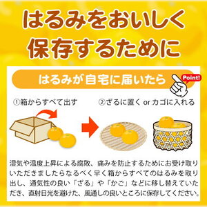 G7056_【2027年先行予約】果肉ぷりぷり! 完熟 はるみ 5kg