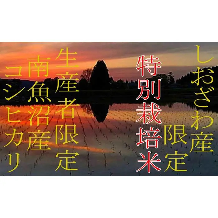 【令和7年産】【定期便2kg×6ヶ月】特別栽培 しおざわ産限定 生産者限定 南魚沼産コシヒカリ【定期便 銘柄米 ブランド米 精米 こしひかり コシヒカリ 魚沼産 新潟米 産地直送 お米 米 こめ コメ ご飯 御飯 ごはん】