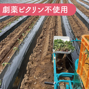 鹿畑ポテト小屋の生さつまいも 紅はるか 計 約5kg（４kg+約25％補償分） 【鹿嶋市 減農薬 熟成 貯蔵 サツマイモ 生芋 べにはるか 送料無料 5キロ 10000円以内 1万円以内】 (KBR-10)