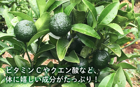 【先行予約】 シークワーサー 約5kg [CBN015] シークワーサー