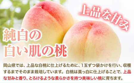 先行予約 岡山 白桃 約2kg 