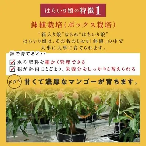 【数量限定/先行予約】マンゴー「はちいり（鉢入り）娘」（ご家庭用1kg箱入り）