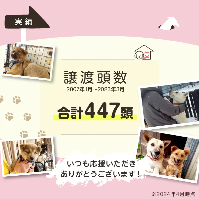 【野犬の保護活動】 1000円分 動物 犬 返礼品なし_H0039-001