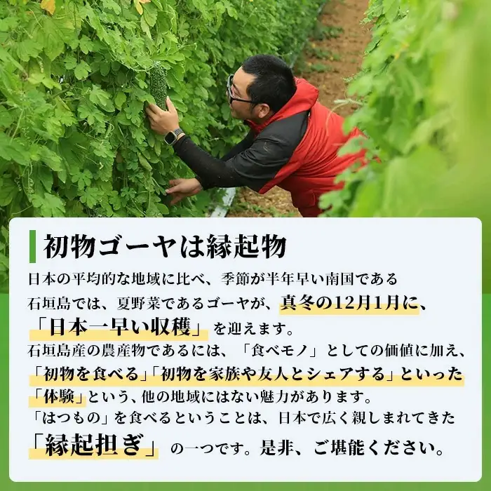 【予約受付】 贈答用 「初物ゴーヤ」 OI-1