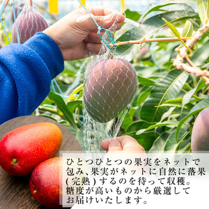 ＜先行予約受付中・2026年6月下旬～7月下旬頃に発送予定＞＜訳あり・数量限定＞ 完熟アップルマンゴー「紅」(約900g・850～950g) マンゴー 果物 フルーツ【大徳産業】A392-v02