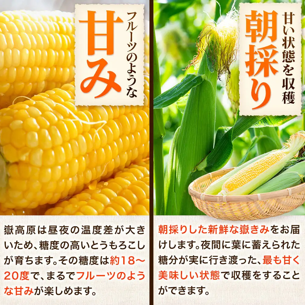 【26年7月～発送】とうもろこし 朝採り 嶽きみ（だけきみ） 10本 L～2Lサイズ 冷蔵 青森県 弘前市