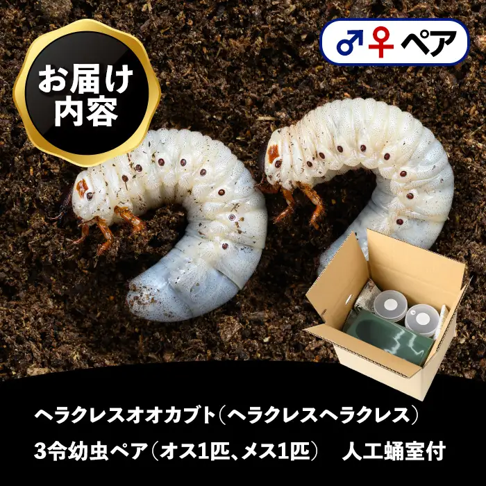 【B76001】ヘラクレスオオカブト (ヘラクレスヘラクレス) 3令幼虫ペア(オスメス) 人工蛹室付 鹿児島 ヘラクレス カブトムシ かぶとむし 雄 オス 昆虫 虫 むし 幼虫 生体 飼育 生き物 生物【ビートル倶楽部】