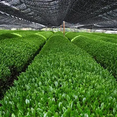 【石榑茶】二重棚栽培の特上玉露と高級煎茶セット(化粧箱入り)【1201462】