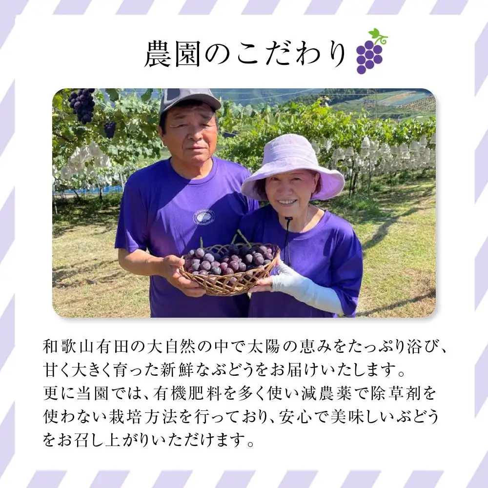 有田産 巨峰 1.2kg 3~4房 フルーツ 巨峰 ［2026年8月下旬以降発送］ 先行予約 和歌山 