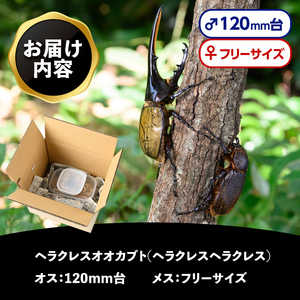 【C76001】ヘラクレスオオカブト (ヘラクレスヘラクレス) 成虫ペア オス(120mm台) メス(フリーサイズ) 鹿児島 ヘラクレス カブトムシ かぶとむし 雄 オス 昆虫 虫 むし 成虫 生体 飼育 生き物 生物【ビートル倶楽部】