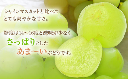 【2026年 先行予約】【訳あり品】瀬戸ジャイアンツ 4～5房 合計約2kg 冷蔵配送 ぶどう 葡萄 フルーツ 果物 岡山 岡山のぶどう 食後 デザート 産地直送 皮ごと 酸味が少ない 爽やか 甘い 