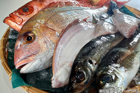 男鹿船川港直送おまかせ旬の地魚セット（大）秋田県 男鹿市 萬漁水産