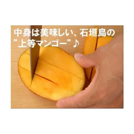 ＜予約受付＞完熟アップルマンゴー 2~4個 約1kg 