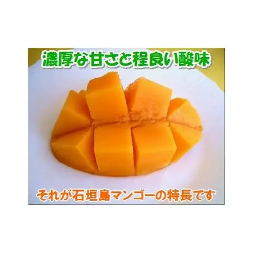 ＜予約受付＞完熟アップルマンゴー 2~3個 約1kg 