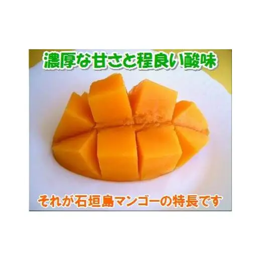 ＜予約受付＞完熟アップルマンゴー 3~6個 約2kg 