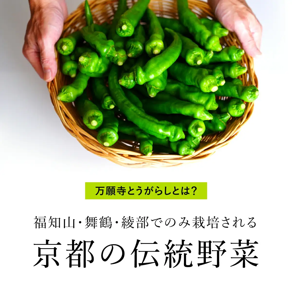 ＜先行予約！2026年6月上旬以降順次発送予定＞万願寺とうがらし(2kg) 京野菜 野菜 旬の野菜 万願寺とうがらし 伝統野菜 京都 【fc-DB008】【夜久野 清雫】