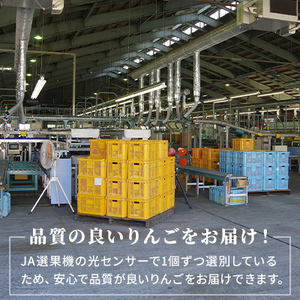 【先行予約】令和8年度産 訳あり りんご サンふじ 約10kg 24～40玉入 家庭用 フルーツ 果物 甘い おいしい 林檎 リンゴ