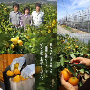 【 贈答用 】 温室みかん 『 豊華の夢ロード』 約 2.5kg 化粧箱入り