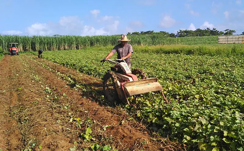 まるで畑のチョコ！沖縄久米島生まれ「焼き紅芋」5袋セット 紅いも お芋 イモ 焼き芋 焼きいも 沖夢紫 熟成 しっとり 甘い ホクホク 高糖度 粘り気 糖分 アントシアニン 国産 スイーツ おやつ 栄養満点 ダイエット 小分け