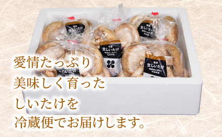 生しいたけ 1kg しいたけ