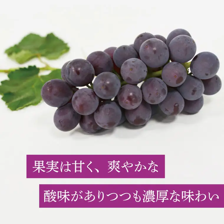 種無し ぶどう 巨峰 2kg (4～6房)  益子町産 DC001