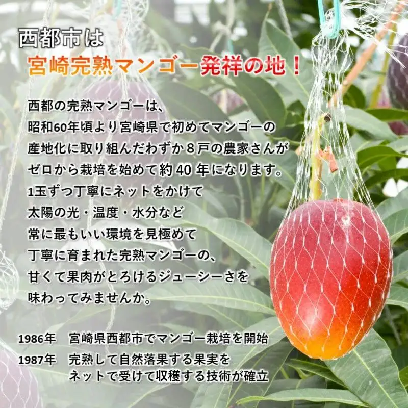 【酒井農園 】西都産 宮崎完熟マンゴー2L×3個 産生者直送＜18-36a＞【先行予約】2026年発送 宮崎マンゴー