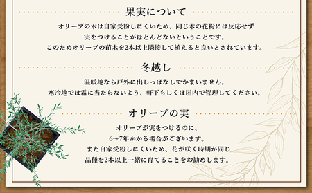 【 小豆島 】 オリーブ苗木 （４号ポット）1本 植物 観葉植物 オリーブ 苗木 インテリア 香川 香川県 土庄 土庄町
