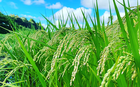 【6ヶ月連続定期便】千葉産 令和7年  ミルキークィーン 白米 10kg（5kg×2）【定期便 ご飯モチモチ 粘り お弁当 おにぎり】 お米 精米 令和7年 注文後精米 冷めてもおいしい 