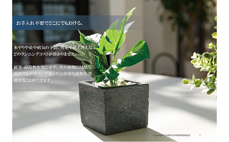 次世代型インテリアグリーン　DiamondPlants　Short【リビング 寝室】 ナノダイヤモンド 触媒 コーティングして 抗菌 抗ウィルス 消臭 防カビ 抗酸化作用 植物  ティーリーフ・ブラック鉢