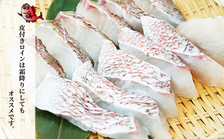 千葉市場直送　朝一活〆！マダイ1尾分（皮付ロイン・スキンレスロイン） 魚貝類 冷蔵 柵 養殖マダイ 新鮮 刺身 切り身 たいの刺身 たいの柵 つまみ 肴 