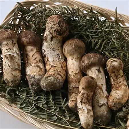 【2026秋発送】【自家用】岩泉まつたけ 300g_野菜 松茸 きのこ まつたけ マツタケ_【配送不可地域：離島】【1421549】