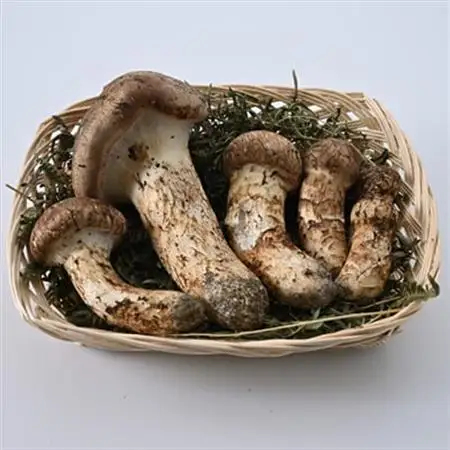 【2026秋発送】【自家用】岩泉まつたけ 500g_野菜 松茸 きのこ まつたけ マツタケ_【配送不可地域：離島】【1421552】