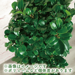 2026年4月下旬～発送【観葉植物】ガジュマル 曲がり 大鉢 T&P IB057-011 観葉植物 ※北海道・沖縄・離島配送不可