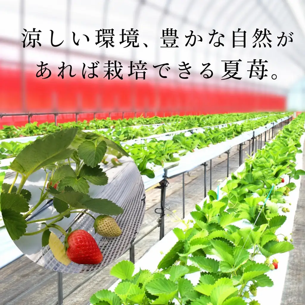 【先行予約】《期間限定》ペチカほのか 300g（12～24粒）2パック【令和8年7月下旬以降発送予定】 いちご イチゴ 18-06