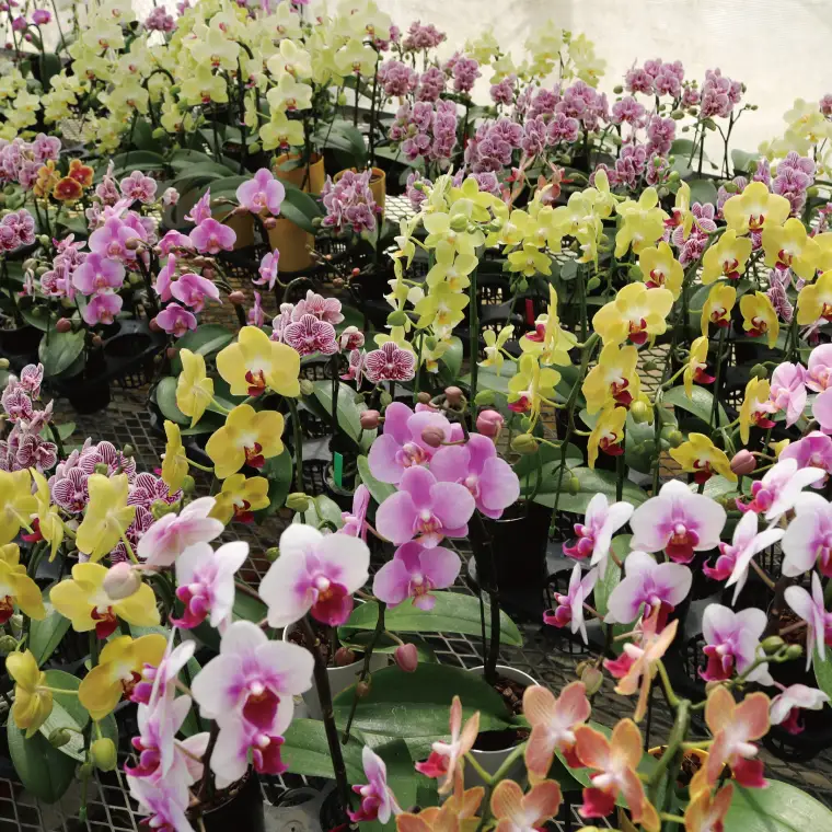 おまかせミニ胡蝶蘭（2本寄せ14輪以上）【陶器鉢】【お花 花 コチョウラン 胡蝶蘭 蘭 贈り物 プレゼント 誕生日 お祝い 誕生日 母の日 父の日 敬老の日 鹿嶋市 茨城県】（KAR-4）