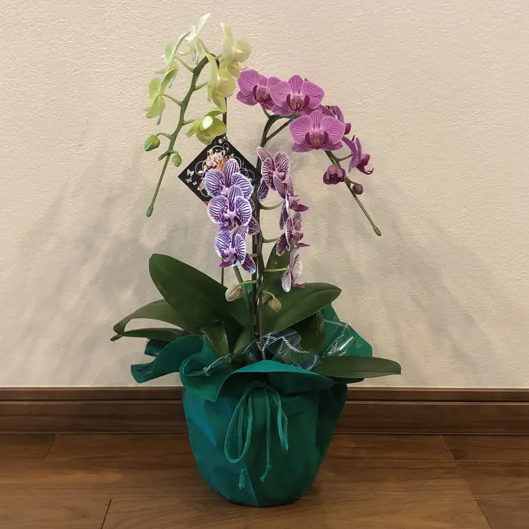 おまかせミニ胡蝶蘭（3本寄せMIX）【お花 花 コチョウラン 胡蝶蘭 蘭 ラッピング 贈り物 プレゼント 誕生日 お祝い 誕生日 母の日 父の日 敬老の日 鹿嶋市 茨城県】（KAR-9）