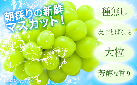 シャインマスカット 約2kg マスカット