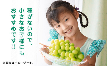 【先行予約】シャインマスカット 約1.2kg（2から3房） ぶどう 種なし  熊本 くまもと 九州 皮ごと  【合同会社 福福堂】[ZCN006]