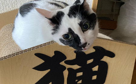 猫の爪とぎ　猫将 猫 ねこ ネコ cat 爪とぎ ダンボール 段ボール 丈夫 写真映え 日本製 国産 おもちゃ ペット インテリア かわいい 将棋 動物 猫用品 猫用玩具 グッズ 愛猫へのプレゼント ペット用品 愛知県 常滑市
