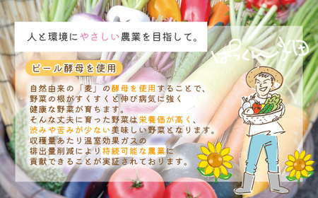 【 早期受付 4回定期便 】 とれたて 新鮮 ぱっくん畑のおくりもの 農家直送 秋・冬 野菜セット 約5種類 国産 野菜 やさい 予約 高知県 高知 しまんと 四万十市 限定 お取り寄せ 【2026年11月～2027年2月まで毎月1回配送】26-055