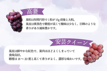 ぶどう食べ比べ 2房（約1kg）旬のぶどう＆シャインマスカット 【2026年9月下旬発送開始】 (DH005)