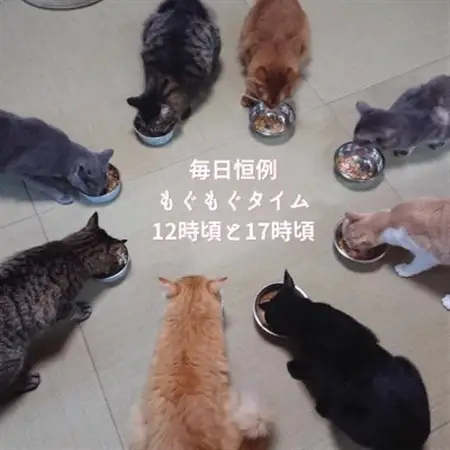 【保護猫応援】湯村温泉の猫カフェ　猫時間の1時間利用券(ワンドリンク付き)2枚【1422388】