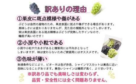 ※2026年の予約です！※ 【お試し】フルーツ王国岡山　朝採り新鮮！人気ぶどう瀬戸ジャイアンツ１房 離島発送不可 / ブドウ 真庭市 林ファミリー 【hfbd013-02】